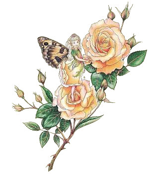 Fairy 23
